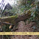 コナラの倒木の高画質写真です。2023年12月15日(金)夜～16日(土)に倒れたものと思われます。鉄製のフェンスに支えられた形で固定されているので、この倒木が更に落ちることはないです。横浜市 青葉区 寺家ふるさと村で、2023年12月20日に撮影したものです。