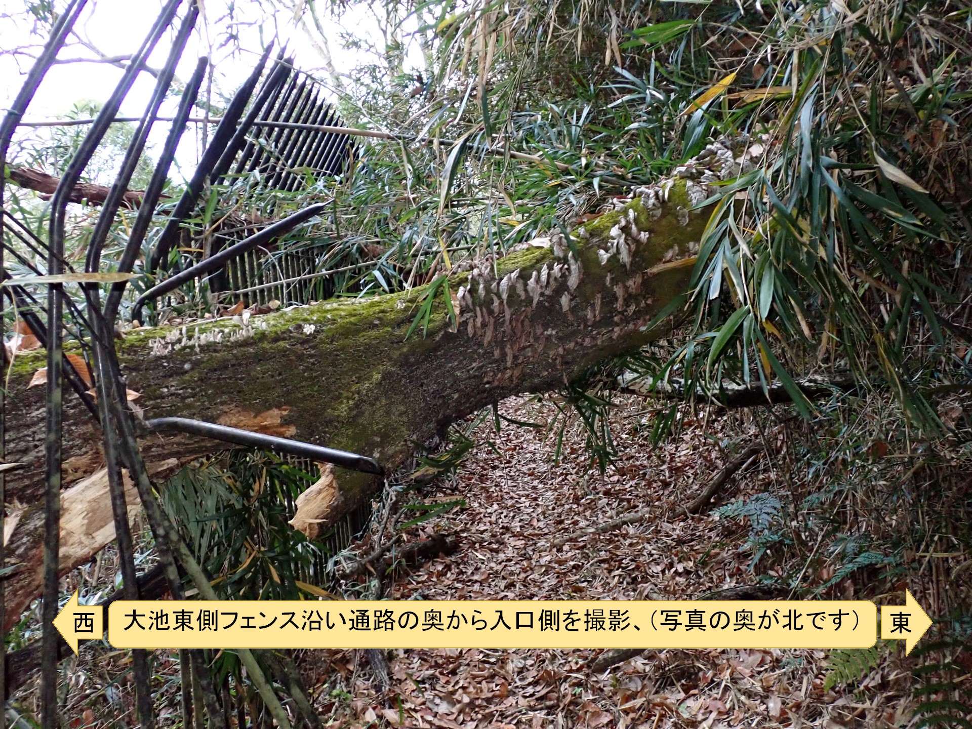 コナラの倒木の高画質写真です。2023年12月15日(金)夜～16日(土)に倒れたものと思われます。鉄製のフェンスに支えられた形で固定されているので、この倒木が更に落ちることはないです。横浜市 青葉区 寺家ふるさと村で、2023年12月20日に撮影したものです。