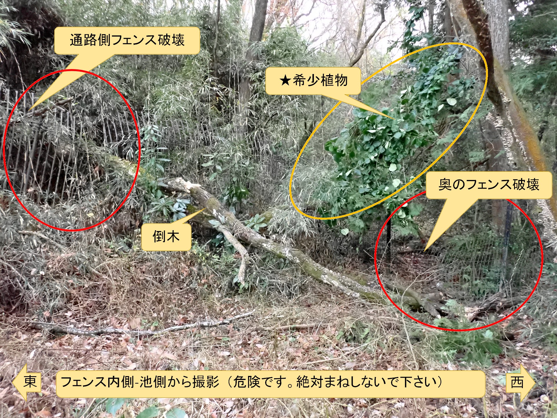 コナラの倒木の高画質写真です。2023年12月15日(金)夜～16日(土)に倒れたものと思われます。フェンスの内側から撮影した写真で、フェンスの2か所が壊れている様子、倒木の様子、及び 希少植物が側にある様子が判ります。横浜市 青葉区 寺家ふるさと村で、2023年12月20日に撮影したものです。