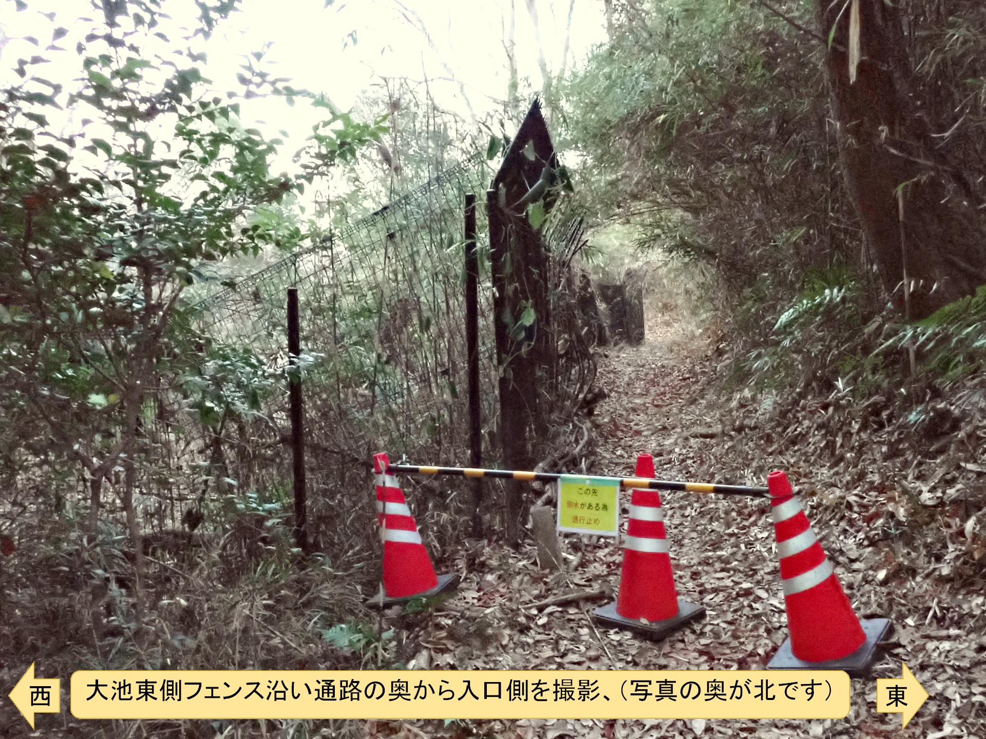 コナラの倒木を撤去した後の 大池東側の通路 の様子です。横浜市 青葉区 寺家ふるさと村で、2023年12月28日に撮影したものです。