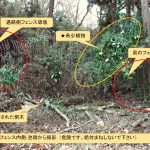 コナラの倒木を撤去した後の 大池東側のフェンス内 の様子です。切断された倒木が残されています。横浜市 青葉区 寺家ふるさと村で、2023年12月28日に撮影したものです。