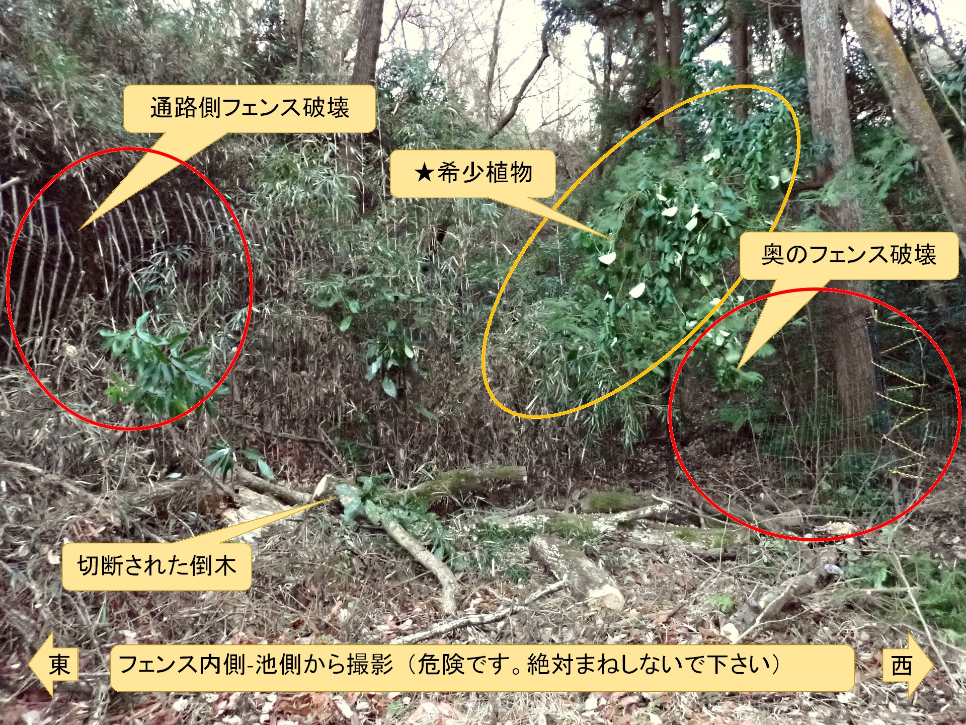 コナラの倒木を撤去した後の 大池東側のフェンス内 の様子です。切断された倒木が残されています。横浜市 青葉区 寺家ふるさと村で、2023年12月28日に撮影したものです。