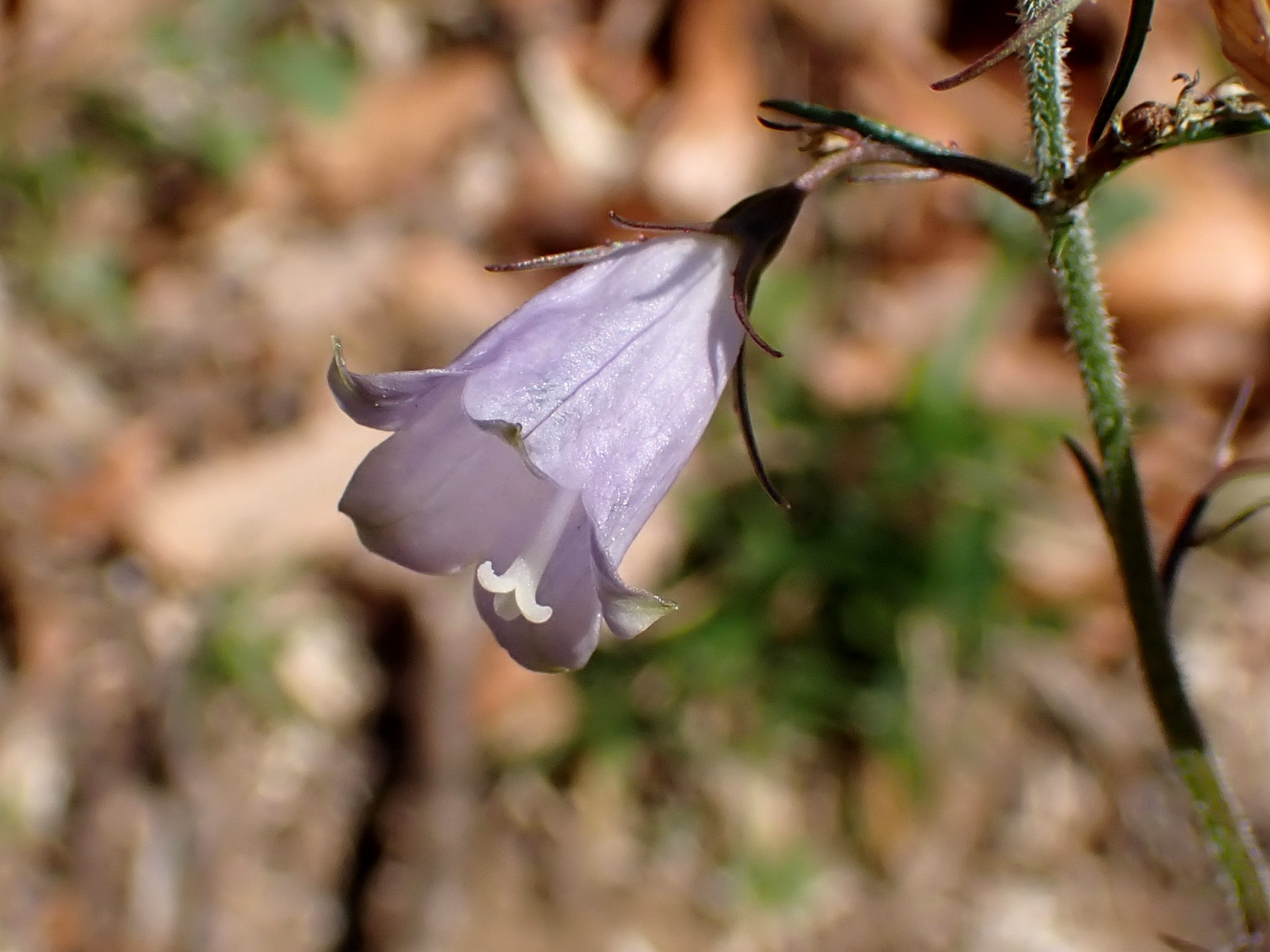 ツリガネニンジンの花の高画質写真です。本来は 夏～初秋 8～10月に咲く花です。今年2023年は12月まで残っている花がありました。横浜市 青葉区 寺家ふるさと村で、2023年12月17日に撮影したものです。
