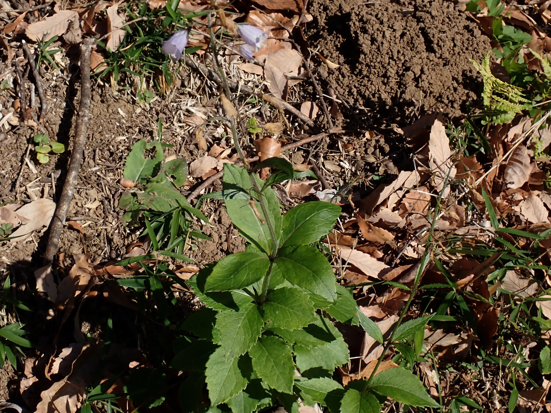 ツリガネニンジンの全体の高画質写真です。花、茎、葉がよく判ります。横浜市 青葉区 寺家ふるさと村で、2023年12月17日に撮影したものです。