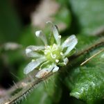 ウシハコベの花の高画質写真です。雌しべの先が5つの分かれているのがはっきり判りｍす。横浜市 青葉区 寺家ふるさと村で、2023年12月23日に撮影したものです。
