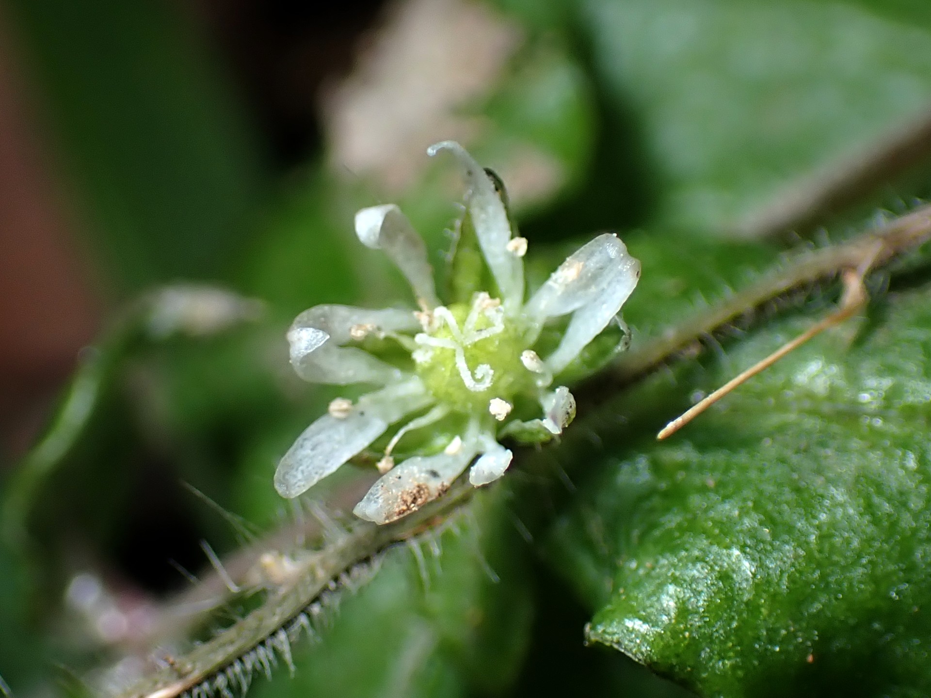 ウシハコベの花の高画質写真です。雌しべの先が5つの分かれているのがはっきり判りｍす。横浜市 青葉区 寺家ふるさと村で、2023年12月23日に撮影したものです。