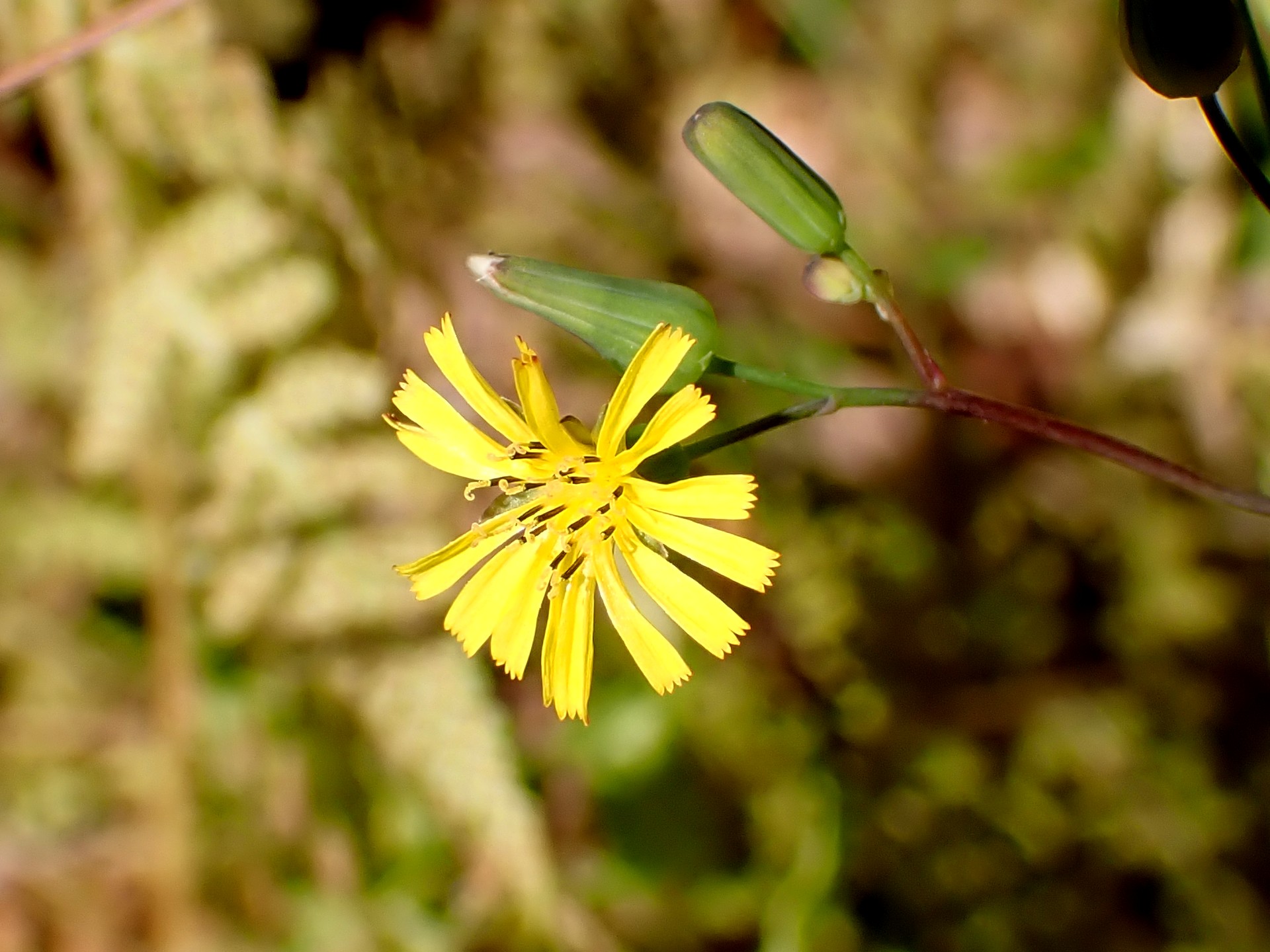 ヤブタビラコ。本来 春～初夏に咲く花が 12月に咲いている写真です。蕾も写っています。