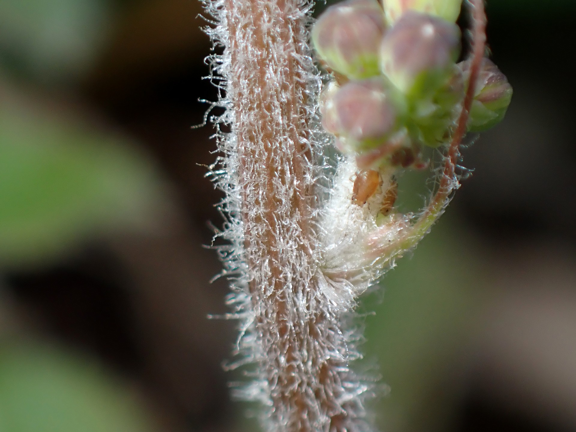 アカオニタビラコ の茎の拡大 高画質写真です。茶色の茎に白い毛が生えている様子が写っています。横浜市 青葉区 寺家ふるさと村で、2024年1月13日に撮影したものです。