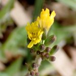 アカオニタビラコの開きかけの花の高画質写真です。多数のつぼみも写っています。横浜市 青葉区 寺家ふるさと村で、2024年1月13日に撮影したものです。