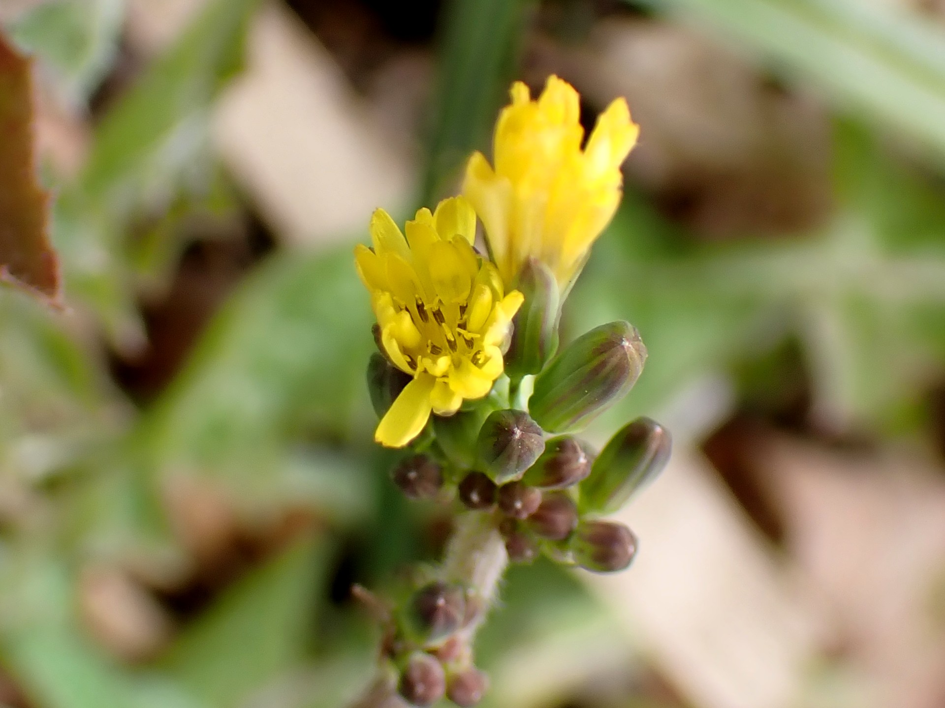 アカオニタビラコの開きかけの花の高画質写真です。多数のつぼみも写っています。横浜市 青葉区 寺家ふるさと村で、2024年1月13日に撮影したものです。
