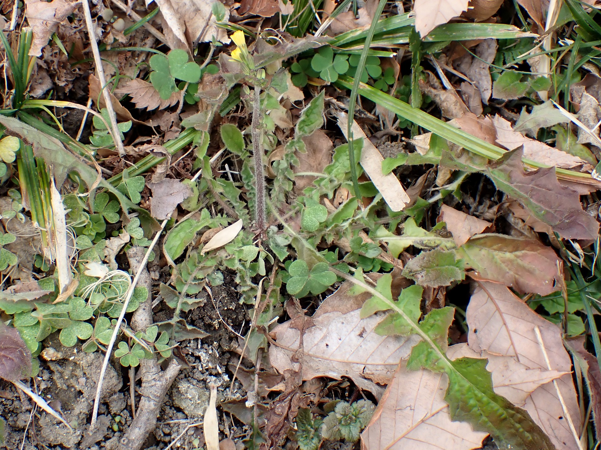 アカオニタビラコ 全体の高画質写真です。ロゼッタ状の葉、一本の茎、多数のつぼみ、黄色の花が写っています。横浜市 青葉区 寺家ふるさと村で、2024年1月13日に撮影したものです。