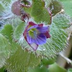 フラサバソウの花を正面から見た高画質写真です。2本の雄しべと雌しべ、周りの葉の毛がはっきり写っています。横浜市 青葉区 寺家ふるさと村で、2024年1月9日に撮影したものです。