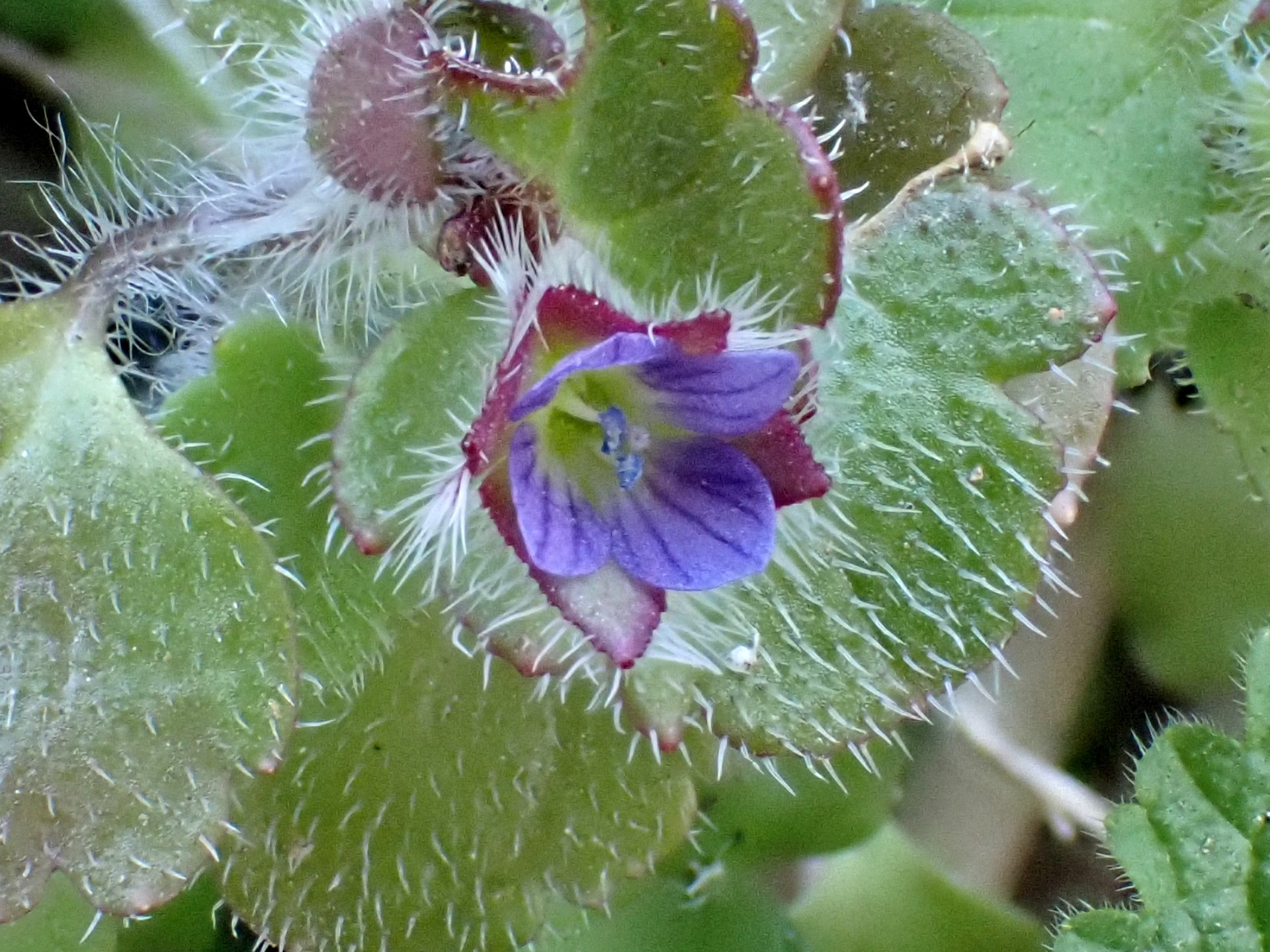 フラサバソウの花を正面から見た高画質写真です。2本の雄しべと雌しべ、周りの葉の毛がはっきり写っています。横浜市 青葉区 寺家ふるさと村で、2024年1月9日に撮影したものです。