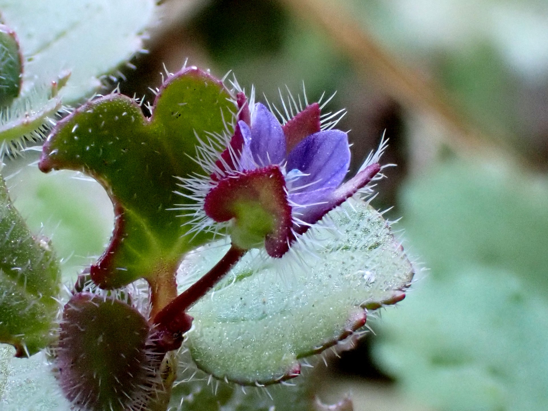 フラサバソウの花を横から見た高画質写真です。花の周りのある茶色の葉、葉の毛がはっきり写っています。横浜市 青葉区 寺家ふるさと村で、2024年1月9日に撮影したものです。
