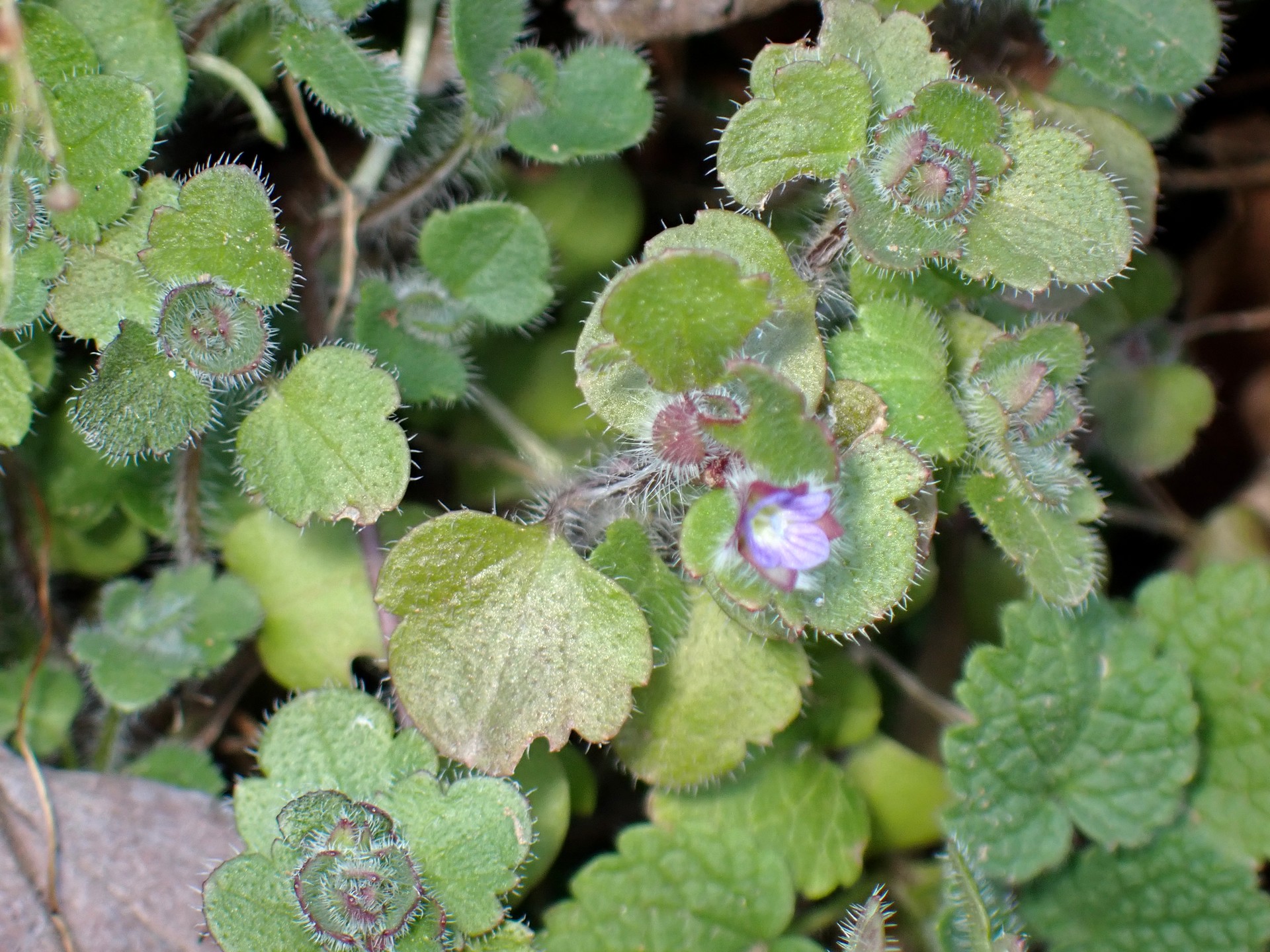 フラサバソウの全体の高画質写真です。花の周りの葉の様子、葉と花の大きさの比較がはっきり判ります。横浜市 青葉区 寺家ふるさと村で、2024年1月9日に撮影したものです。