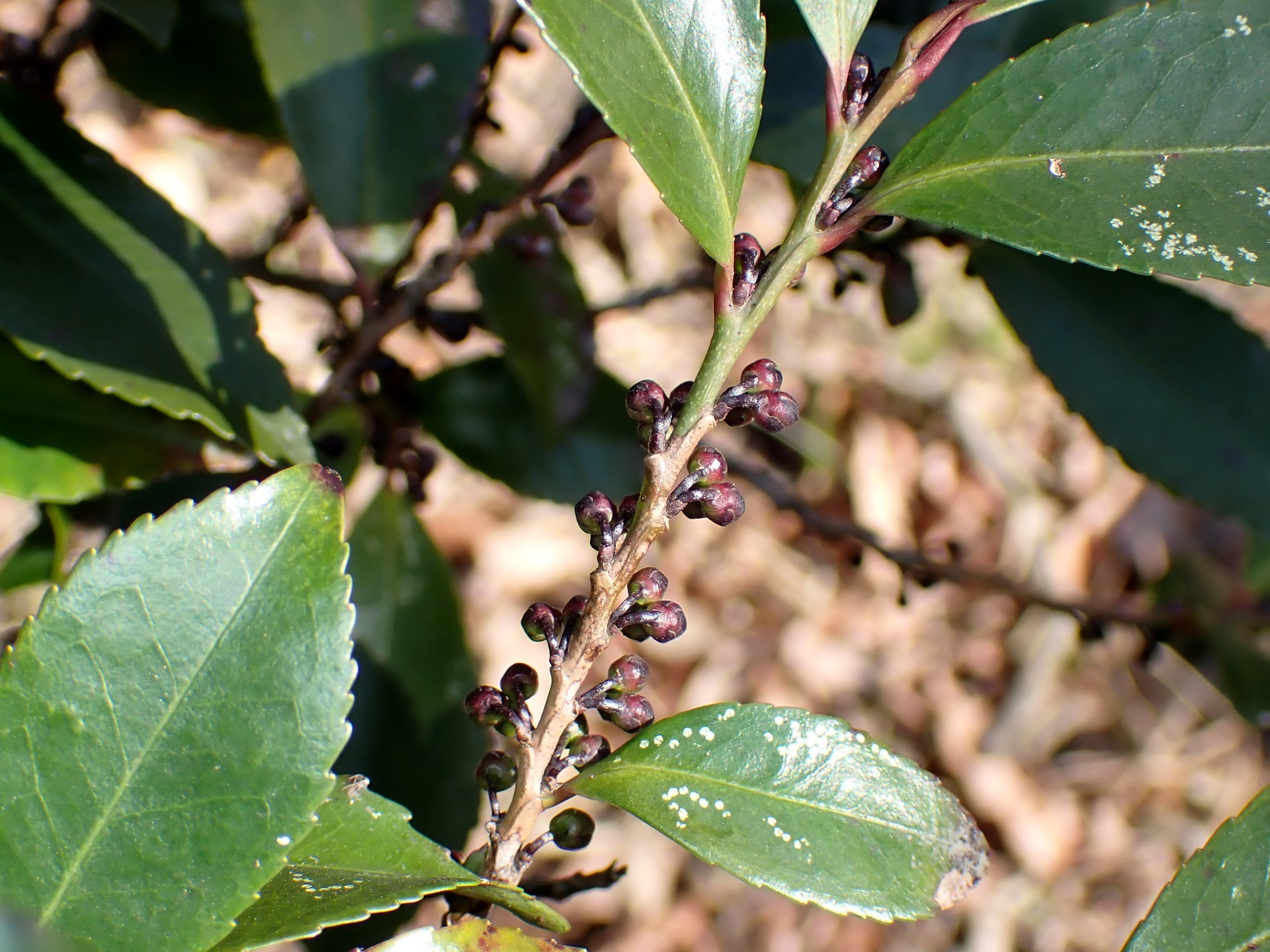 ヒサカキの黒い新芽が付いている枝の高画質写真です。葉も写っています。横浜市 青葉区 寺家ふるさと村で、2024年1月25日に撮影したものです。
