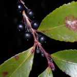 ヒサカキの黒い実と同じ色の新芽が付いている枝の高画質写真です。横浜市 青葉区 寺家ふるさと村で、2024年1月23日に撮影したものです。