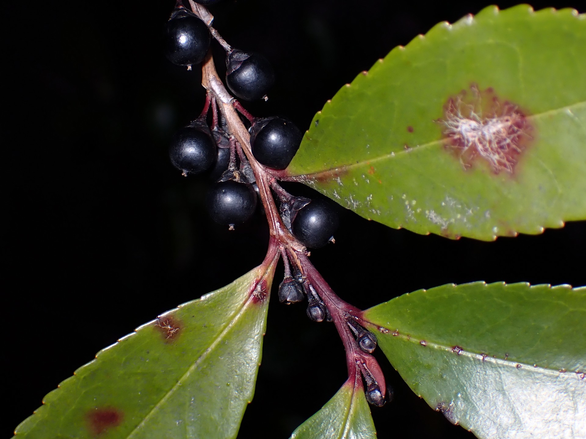 ヒサカキの黒い実と同じ色の新芽が付いている枝の高画質写真です。横浜市 青葉区 寺家ふるさと村で、2024年1月23日に撮影したものです。