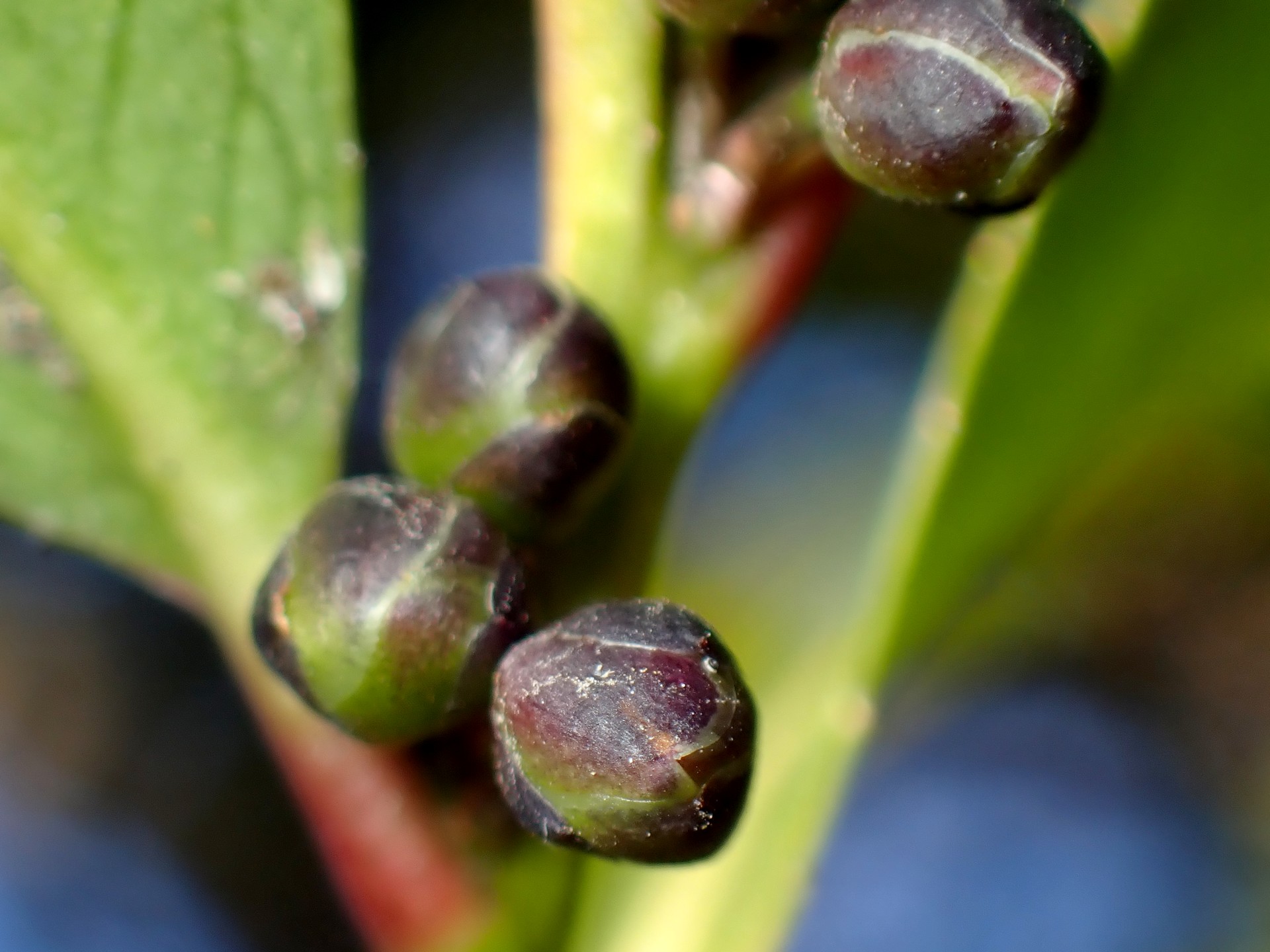 ヒサカキの黒い新芽が付いている枝の高画質写真です。横浜市 青葉区 寺家ふるさと村で、2024年1月25日に撮影したものです。