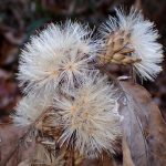 カシワバハグマのワタゲの高画質写真です。未だ種が付いています。飛び散る直前の写真です。横浜市 青葉区 寺家ふるさと村で、2024年1月4日に撮影したものです。