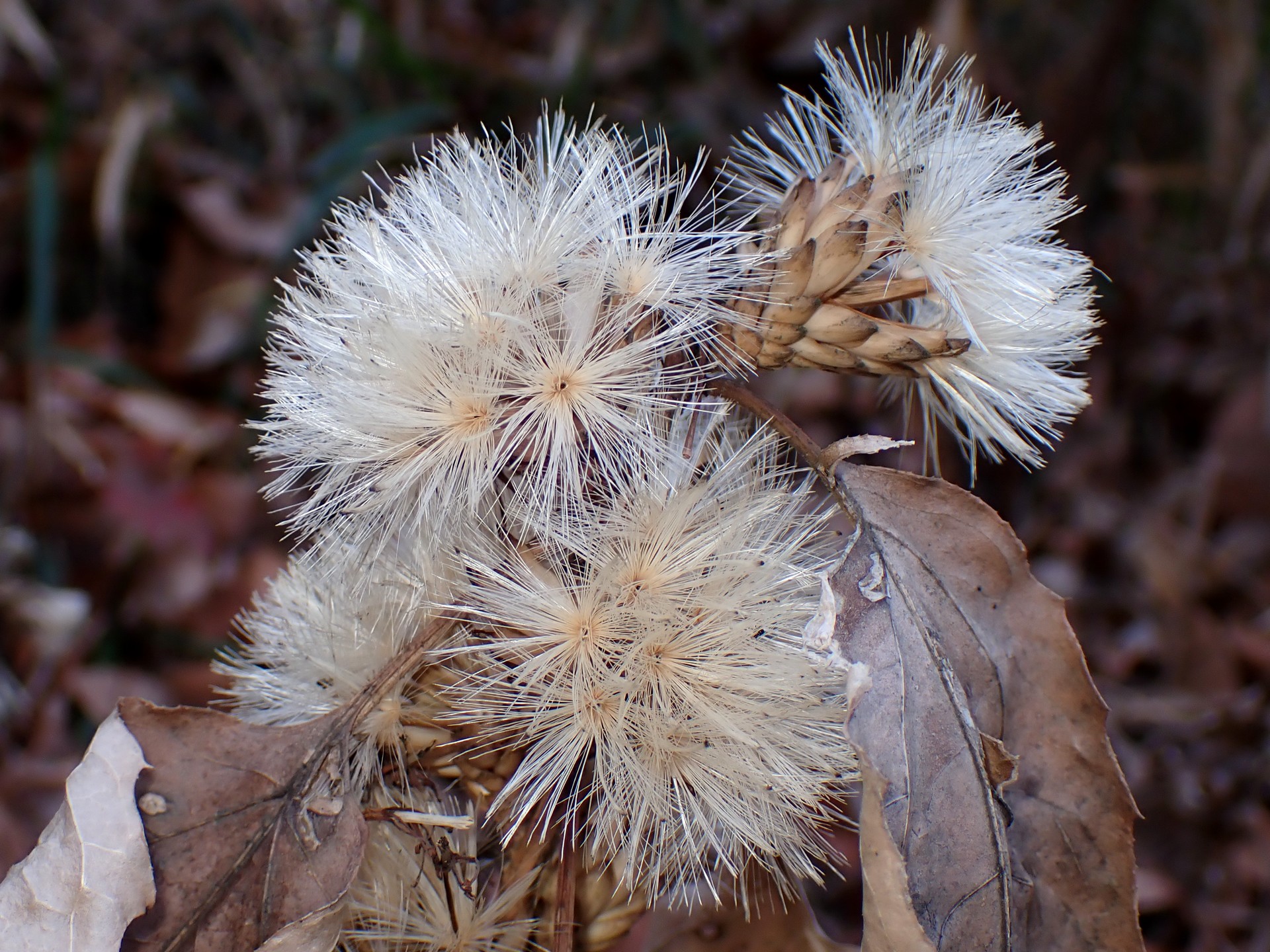 カシワバハグマのワタゲの高画質写真です。未だ種が付いています。飛び散る直前の写真です。横浜市 青葉区 寺家ふるさと村で、2024年1月4日に撮影したものです。