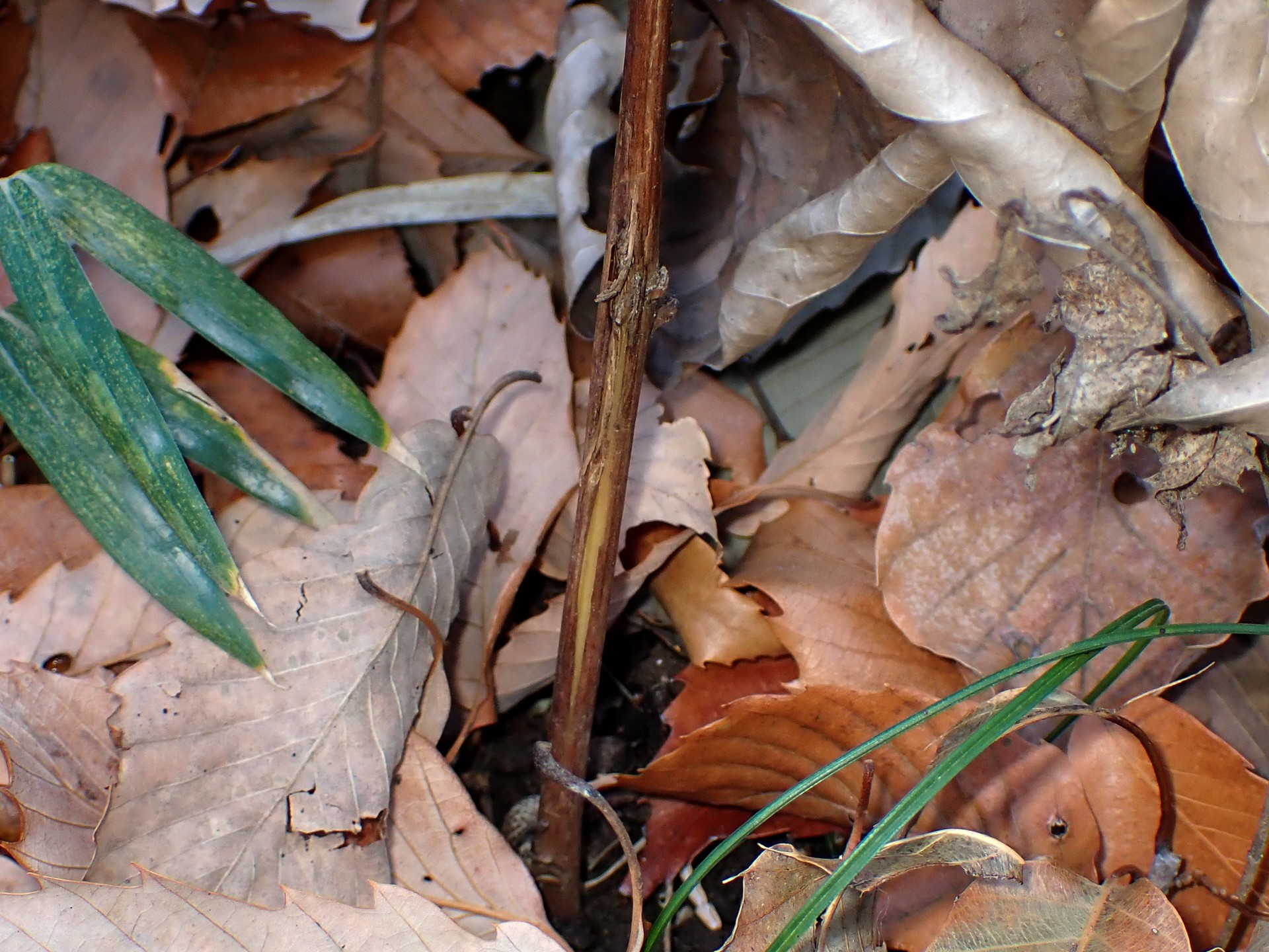 カシワバハグマの幹の根元付近の高画質写真です。幹に割れ目が出来ています。横浜市 青葉区 寺家ふるさと村で、2024年1月4日に撮影したものです。