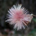 中心の冠毛が濃いピンク色のコウヤボウキ綿毛の高画質写真です。今年 2024年は1月になってもコウヤボウキの綿毛が残っています。横浜市 青葉区 寺家ふるさと村で、2024年1月4日に撮影したものです。