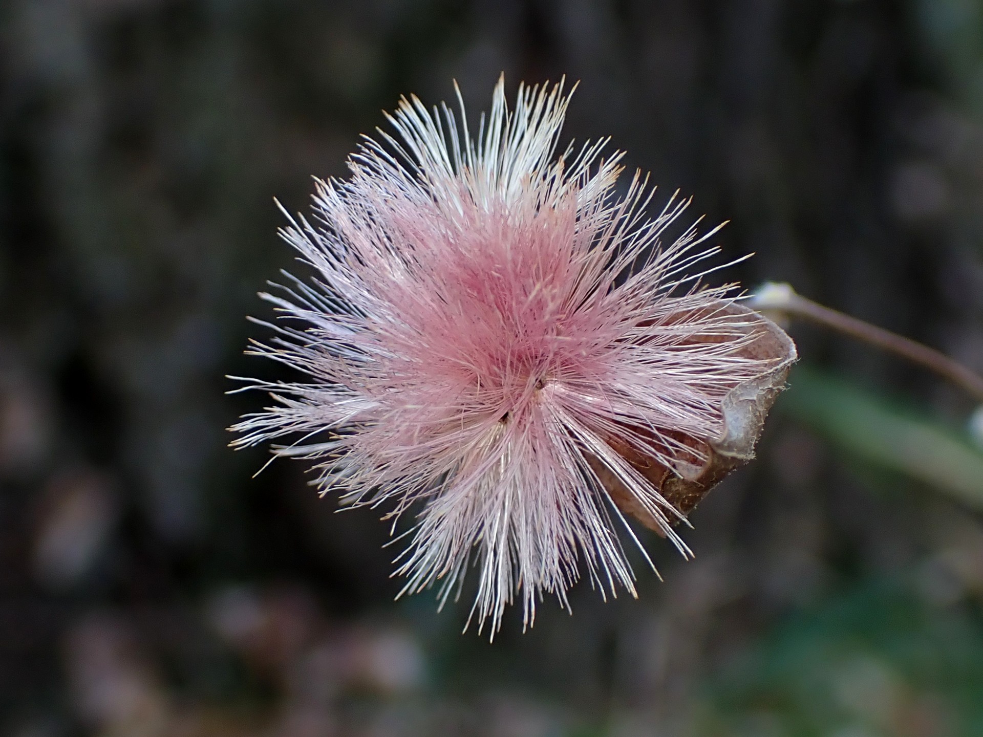 中心の冠毛が濃いピンク色のコウヤボウキ綿毛の高画質写真です。今年 2024年は1月になってもコウヤボウキの綿毛が残っています。横浜市 青葉区 寺家ふるさと村で、2024年1月4日に撮影したものです。