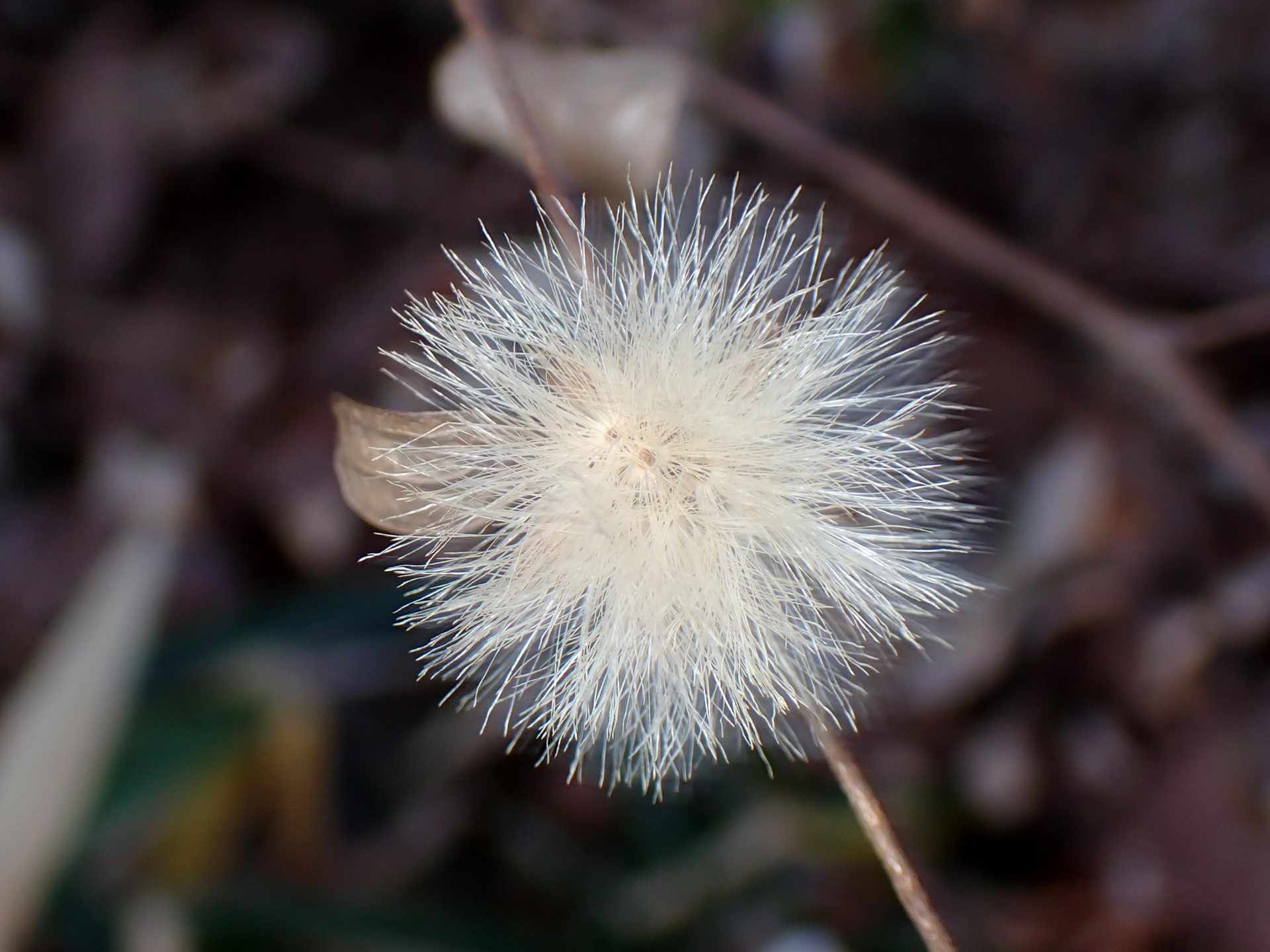 真白なコウヤボウキの綿毛の高画質写真です。今年 2024年は1月になってもコウヤボウキの綿毛が残っています。横浜市 青葉区 寺家ふるさと村で、2024年1月4日に撮影したものです。