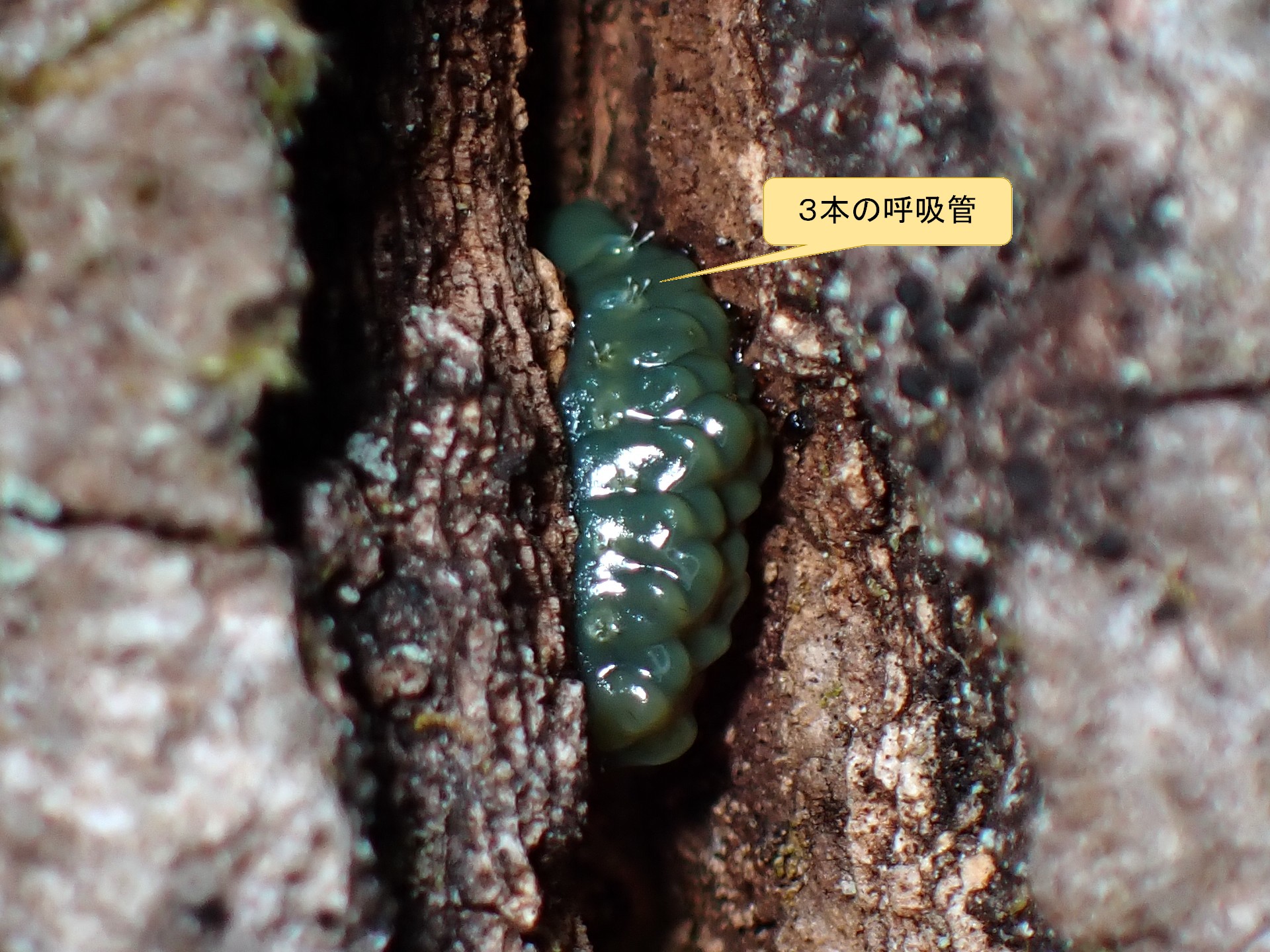 クヌギカメムシの卵の高画質写真です。暗緑色のゼリー状物質の中に多数の卵があります。卵が呼吸するための3本の呼吸管がはっきり写っています。横浜市 青葉区 J-ふるさと村で、2024年1月3日に撮影したものです。