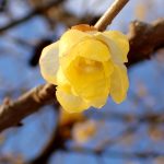 マンゲツロウバイの花の高画質写真です。花弁に丸みがあります。横浜市 青葉区 寺家ふるさと村で、2024年1月18日に撮影したものです。