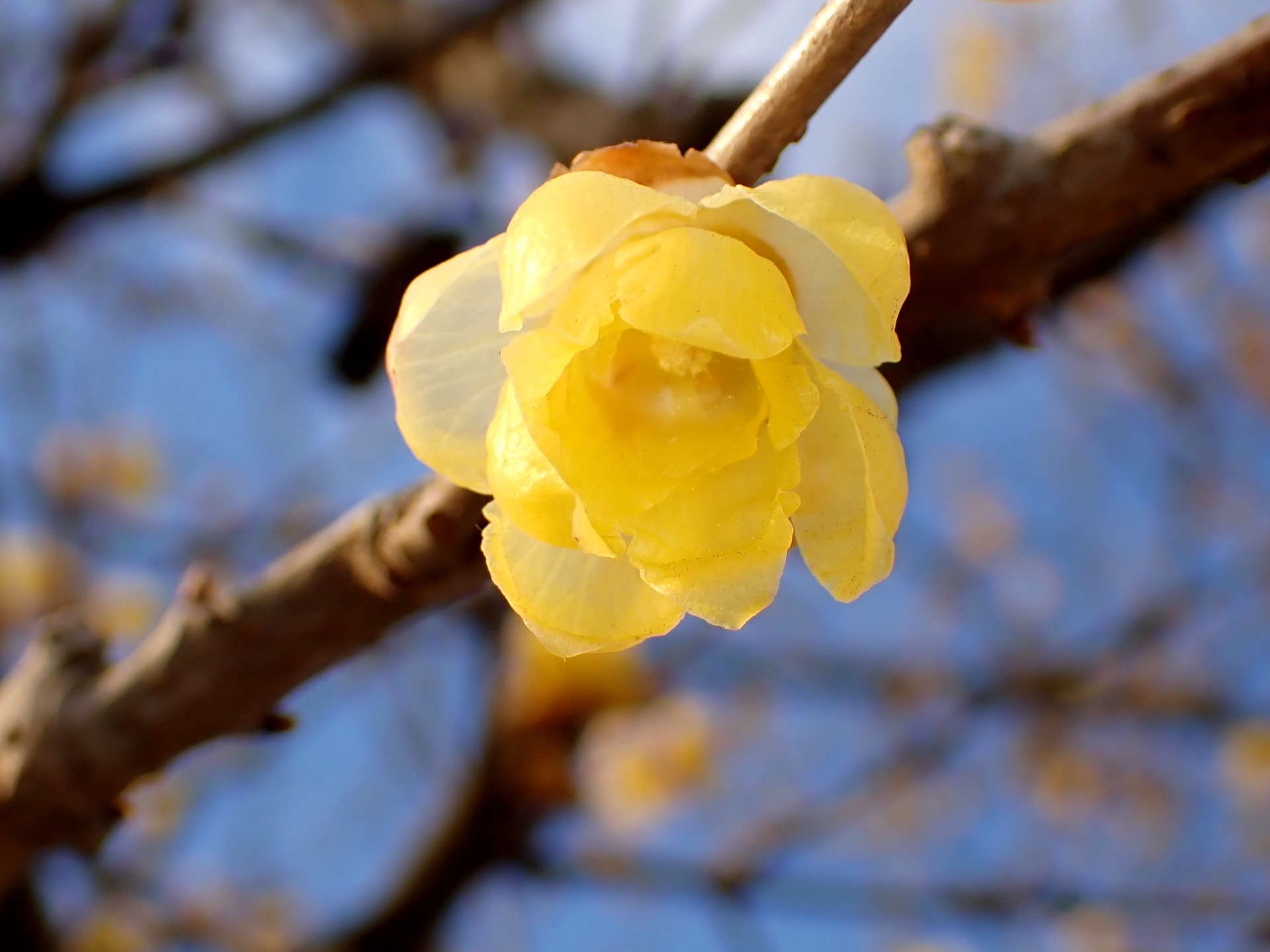 マンゲツロウバイの花の高画質写真です。花弁に丸みがあります。横浜市 青葉区 寺家ふるさと村で、2024年1月18日に撮影したものです。