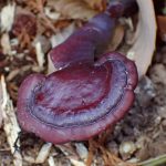 幅3cm程の小型のマンネンタケの高画質写真です。冬にマンネンタケは珍しいです。横浜市 青葉区 寺家ふるさと村で、2024年1月4日に撮影したものです。