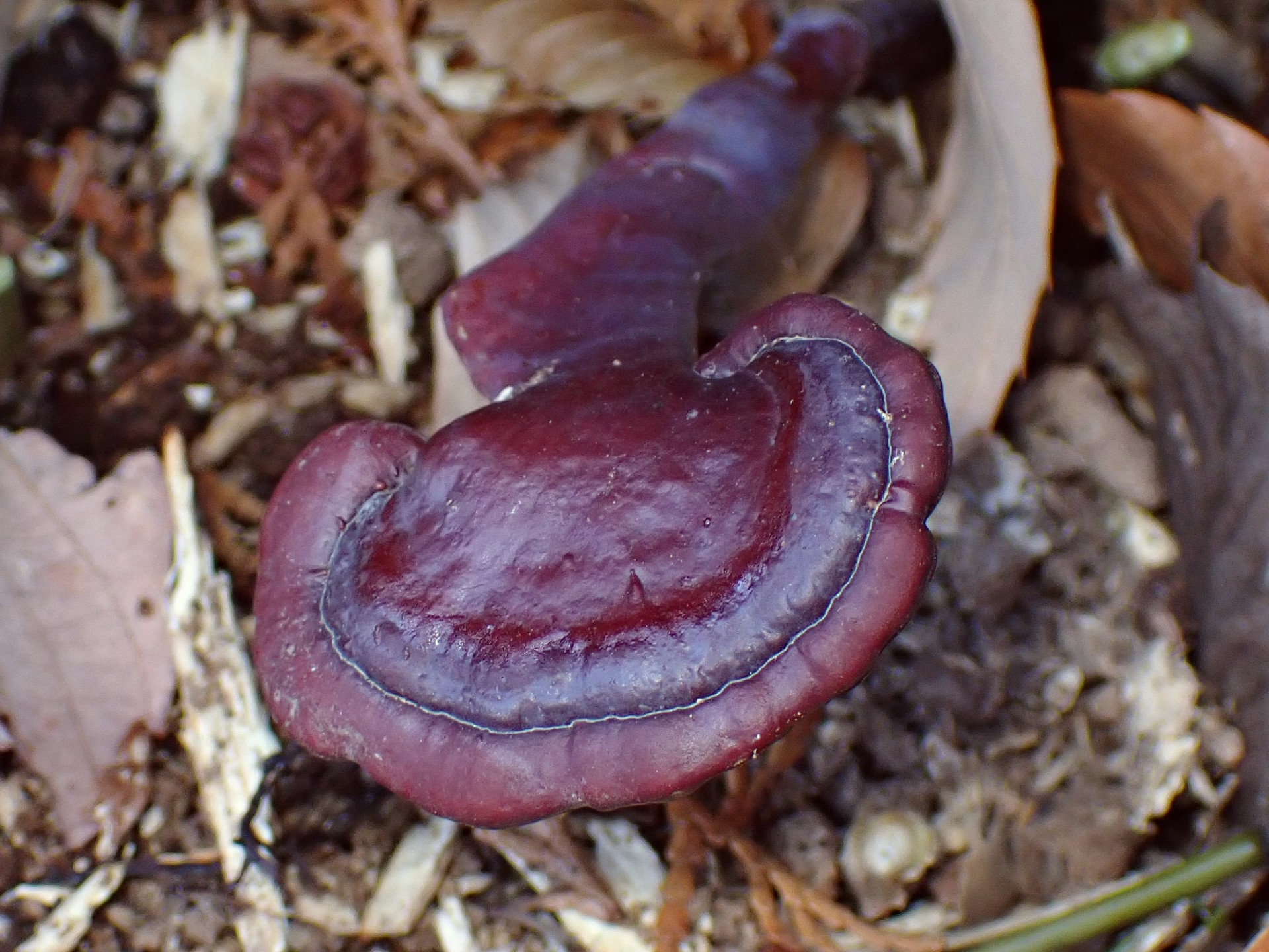 幅3cm程の小型のマンネンタケの高画質写真です。冬にマンネンタケは珍しいです。横浜市 青葉区 寺家ふるさと村で、2024年1月4日に撮影したものです。