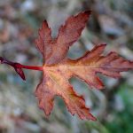 モミジイチゴの古い葉と新芽の高画質写真です。枝にトゲがある様子も写っています。横浜市 青葉区 寺家ふるさと村で、2024年1月14日に撮影したものです。