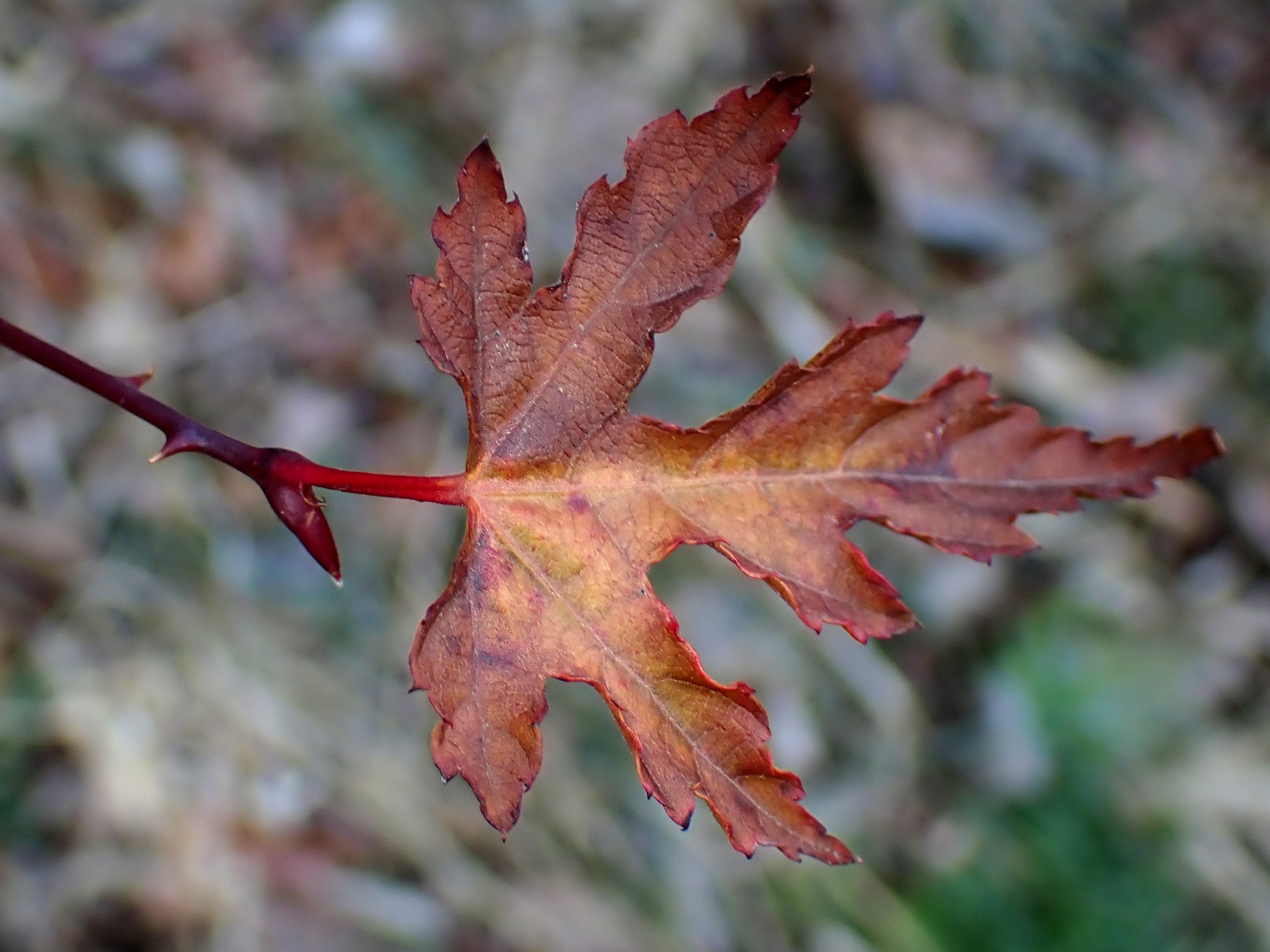 モミジイチゴの古い葉と新芽の高画質写真です。枝にトゲがある様子も写っています。横浜市 青葉区 寺家ふるさと村で、2024年1月14日に撮影したものです。