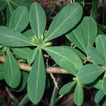 ナニワズの葉、つぼみの高画質写真です。オニシバリと違い 葉の幅が広く丸みがあります。横浜市 青葉区 寺家ふるさと村で、2024年1月17日に撮影したものです。