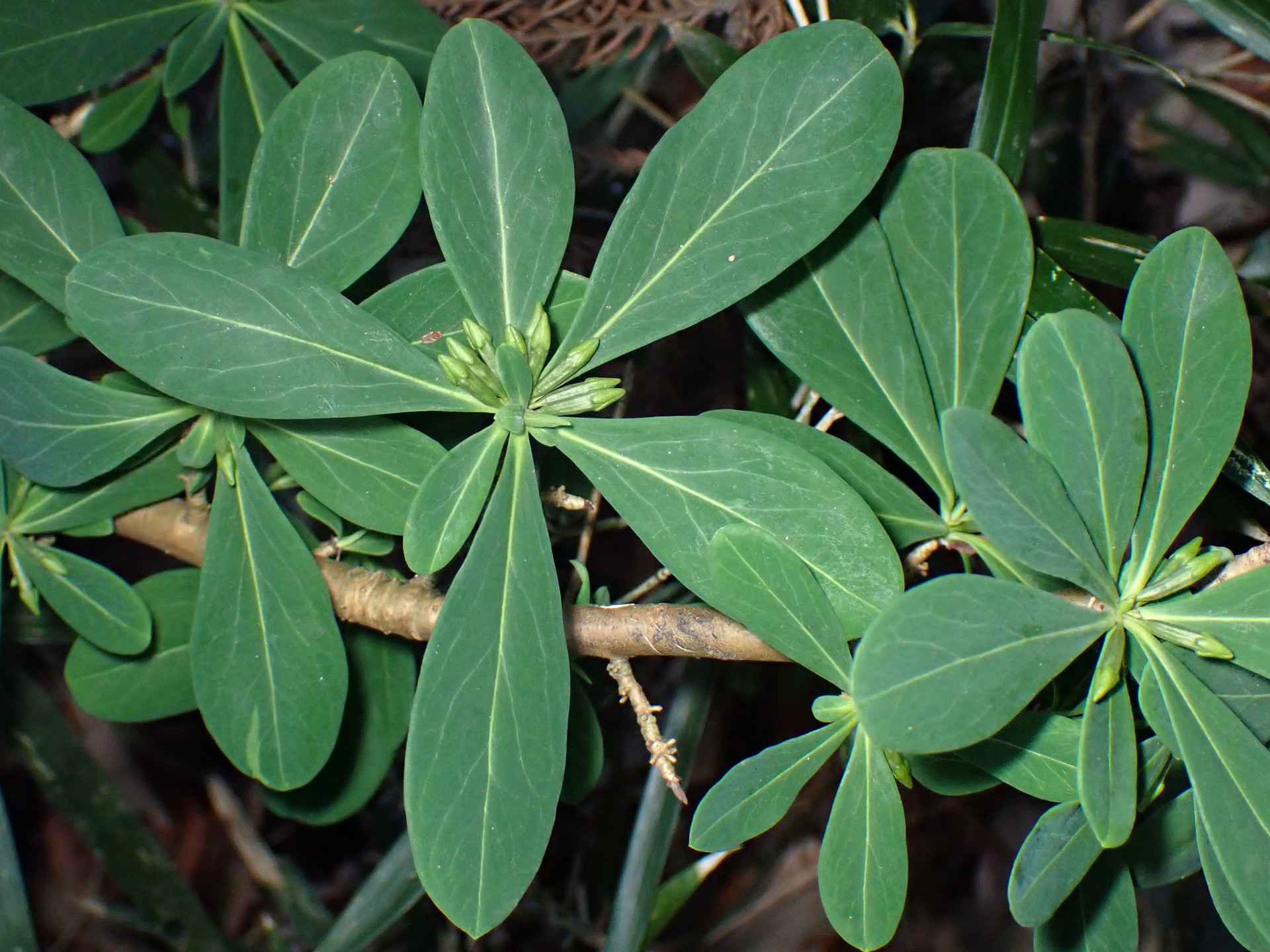 ナニワズの葉、つぼみの高画質写真です。オニシバリと違い 葉の幅が広く丸みがあります。横浜市 青葉区 寺家ふるさと村で、2024年1月17日に撮影したものです。