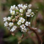 春の七草のひとつとして有名なナズナの花の高画質写真です。まだつぼみも写っています。横浜市 青葉区 寺家ふるさと村で、2024年1月18日に撮影したものです。