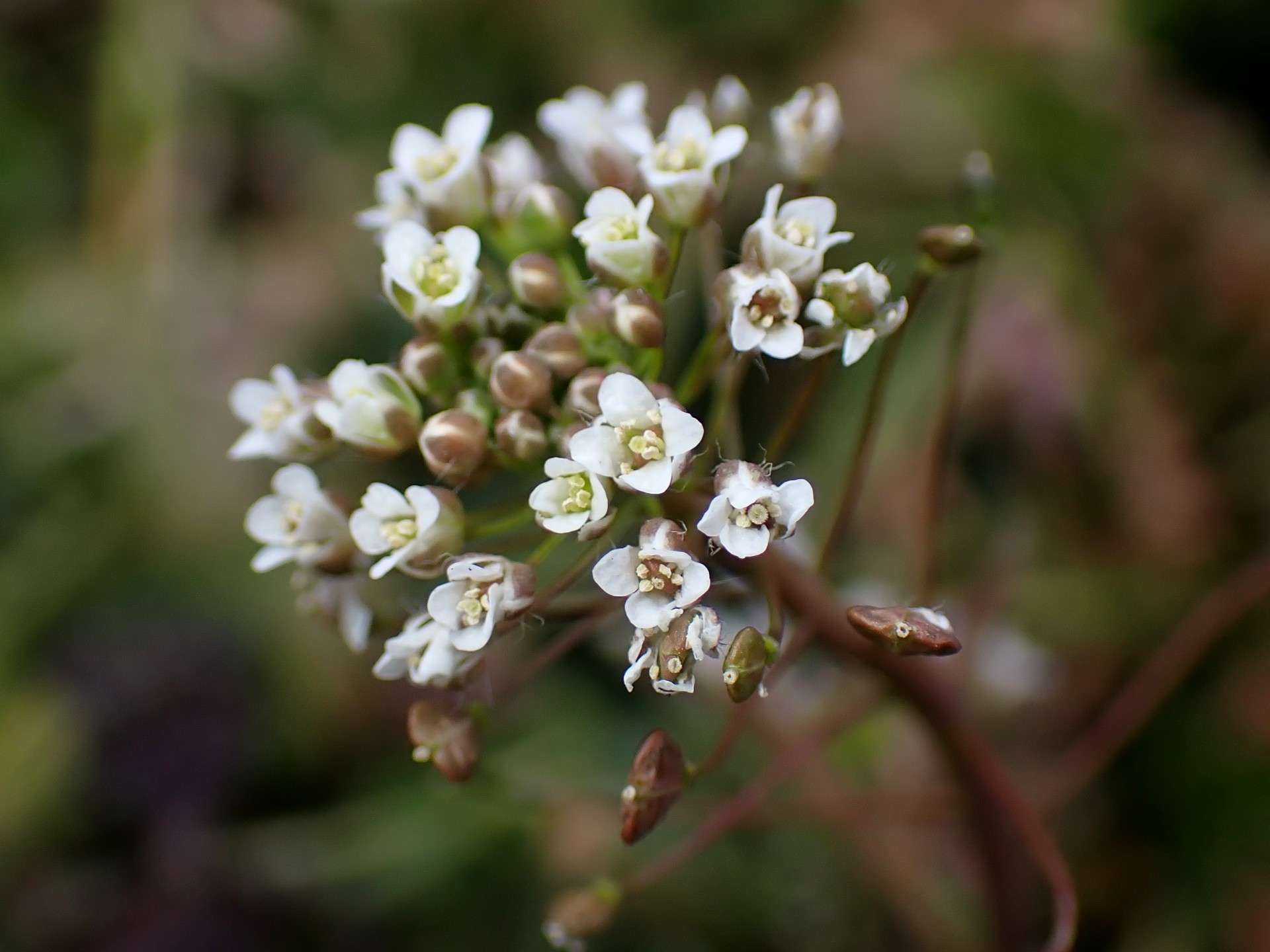 春の七草のひとつとして有名なナズナの花の高画質写真です。まだつぼみも写っています。横浜市 青葉区 寺家ふるさと村で、2024年1月18日に撮影したものです。