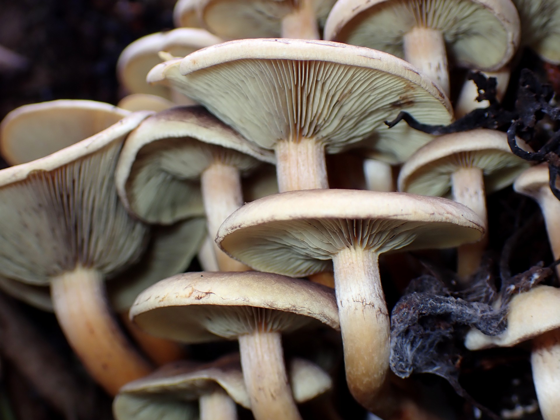 ニガクリタケを斜め下から撮影した高画質写真です。傘の裏側のヒダがはっきり写っています。横浜市 青葉区 寺家ふるさと村で、2024年1月11日に撮影したものです。