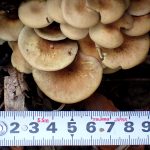 ニガクリタケを上から見た高画質写真です。サイズが判るように巻き尺も一緒に写り込ませています。横浜市 青葉区 寺家ふるさと村で、2024年1月11日に撮影したものです。