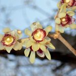 ロウバイ（オリジナル種）の花の高画質写真です。花の中心に雄しべ、周りの赤い色が写っています。横浜市 青葉区 寺家ふるさと村で、2024年1月30日に撮影したものです。