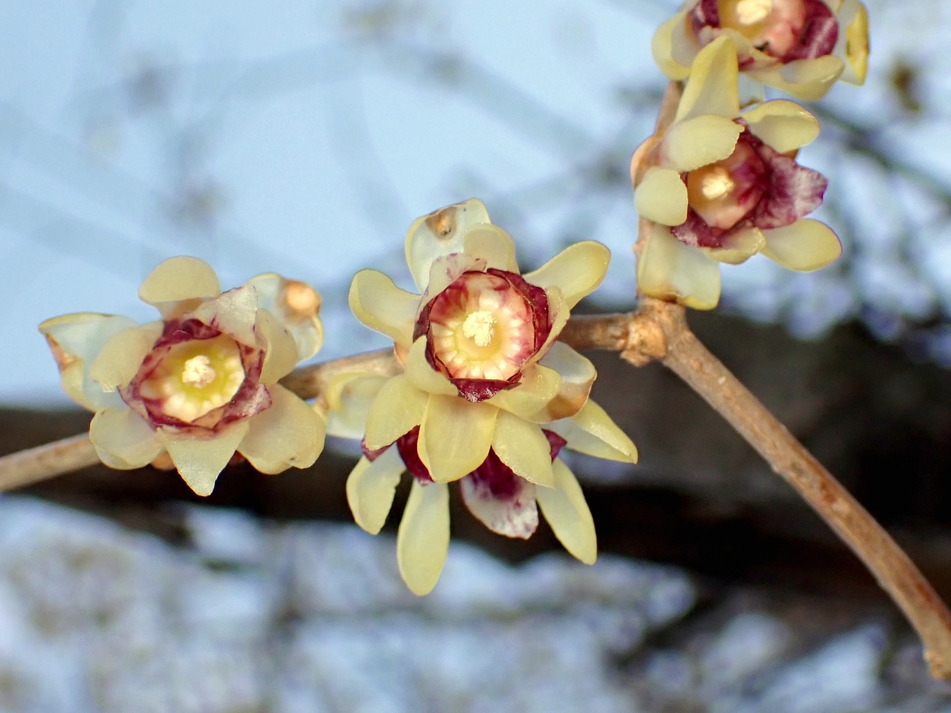 ロウバイ（オリジナル種）の花の高画質写真です。花の中心に雄しべ、周りの赤い色が写っています。横浜市 青葉区 寺家ふるさと村で、2024年1月30日に撮影したものです。