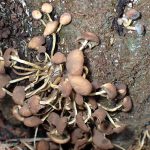 シメジの仲間と思われる老菌の高画質写真です。冬には珍しいきのこです。横浜市 青葉区 寺家ふるさと村で、2024年1月10日に撮影したものです。