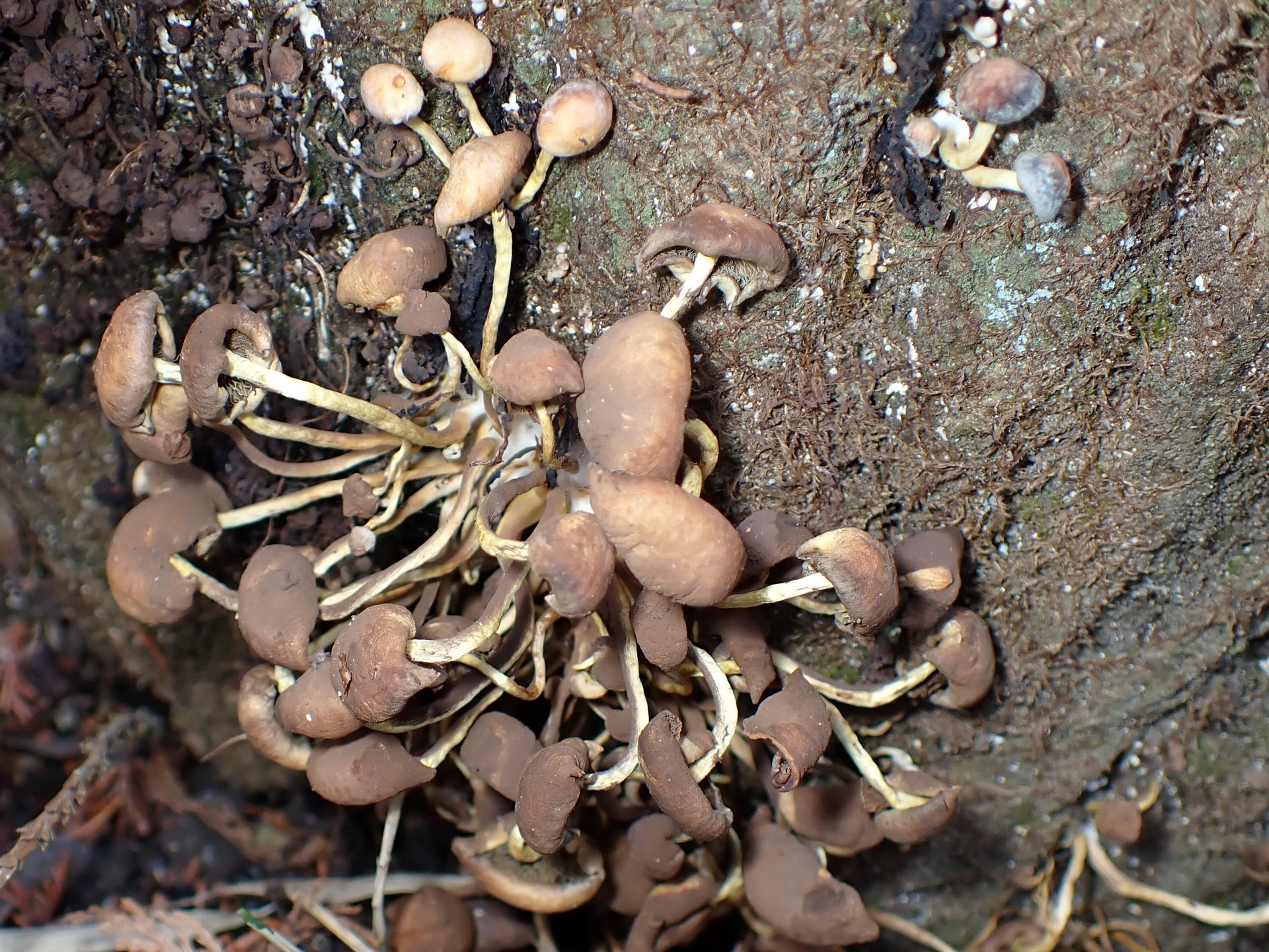 シメジの仲間と思われる老菌の高画質写真です。冬には珍しいきのこです。横浜市 青葉区 寺家ふるさと村で、2024年1月10日に撮影したものです。