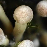 シメジの仲間の幼菌の高画質写真です。直径1mm、高さ3mm位の大きさです。残念ながら乾燥のためこれ以上育たないと思われます。横浜市 青葉区 寺家ふるさと村で、2024年1月11日に撮影したものです。