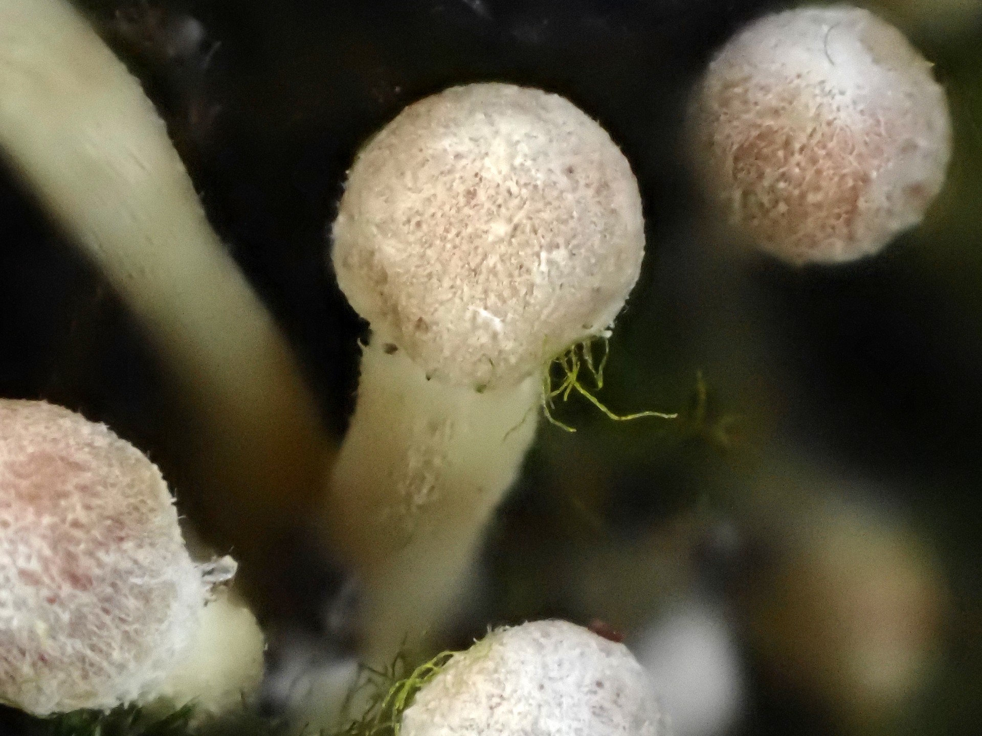 シメジの仲間の幼菌の高画質写真です。直径1mm、高さ3mm位の大きさです。残念ながら乾燥のためこれ以上育たないと思われます。横浜市 青葉区 寺家ふるさと村で、2024年1月11日に撮影したものです。