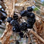 シオデの黒い実が残っている高画質写真です。既に萎れていますが、多数の実が残っています。横浜市 青葉区 寺家ふるさと村で、2024年1月14日に撮影したものです。