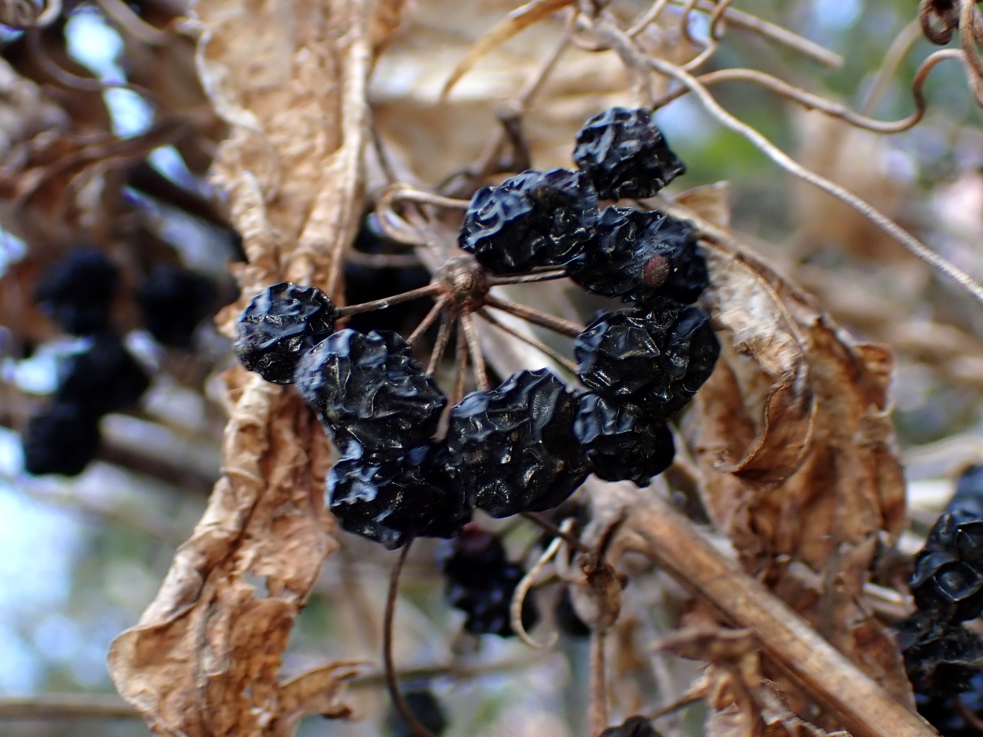 シオデの黒い実が残っている高画質写真です。既に萎れていますが、多数の実が残っています。横浜市 青葉区 寺家ふるさと村で、2024年1月14日に撮影したものです。